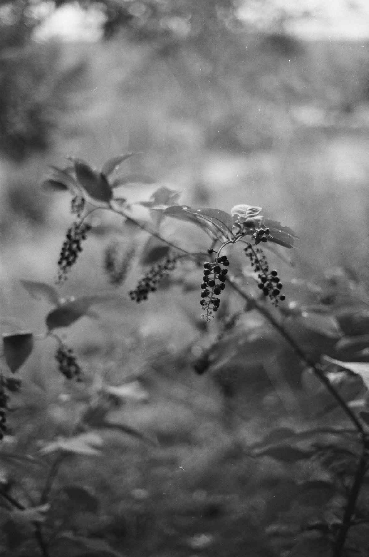 Black and white photo of berries on a branch, Des Plaines